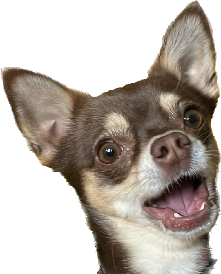 A happy brown and cream Chihuahua